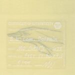 Mo Ganji - 195-Dolphin-Back